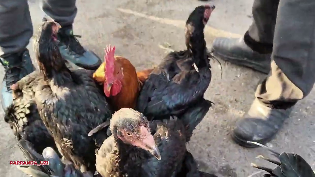 XOʻJAOBOD PARRANDA BOZORI Sana/Juma bozori 9-yanvar 
