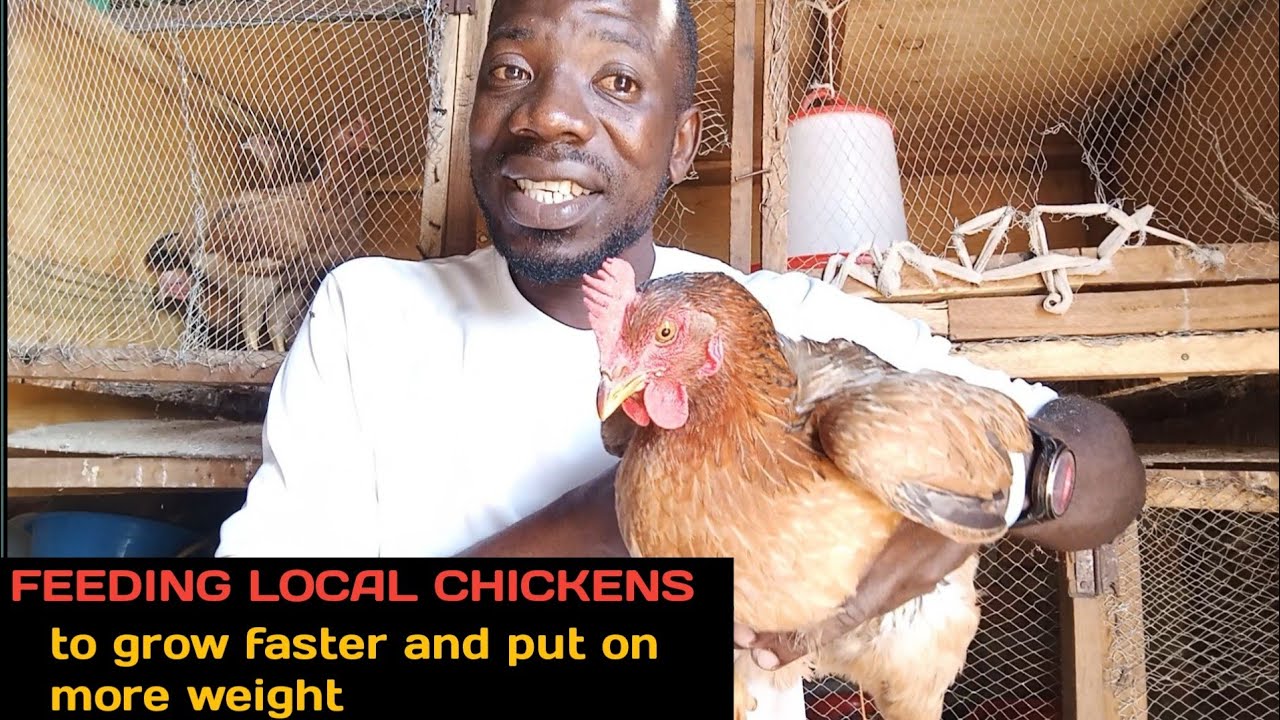 FEEDING LOCAL CHICKENS- Grows fast and put on more weight. Local chickens on a commercial scale..