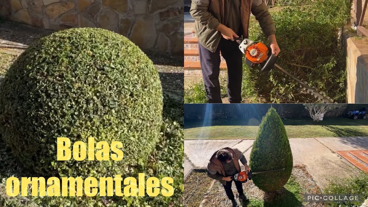 #jardinería Bolas ornamentales de jardin. Alibustres y tuyas