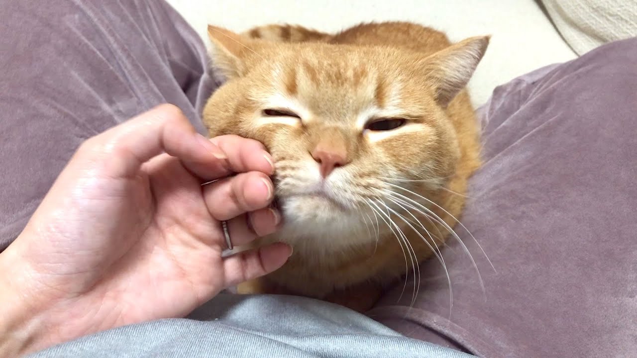 バレンタインなのでママにベッタベタにとろける短足猫-A short-legged cat that screams more than chocolate on Valentine's Day-