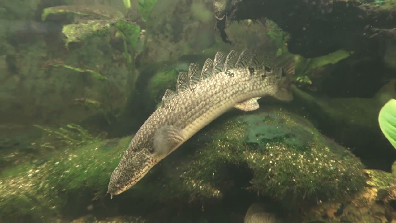 Zaire Flösselhecht, Polypterus delhezi