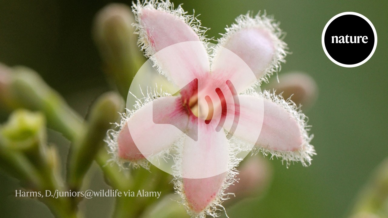 Botanical mystery solved: how plants make a crucial malaria drug
