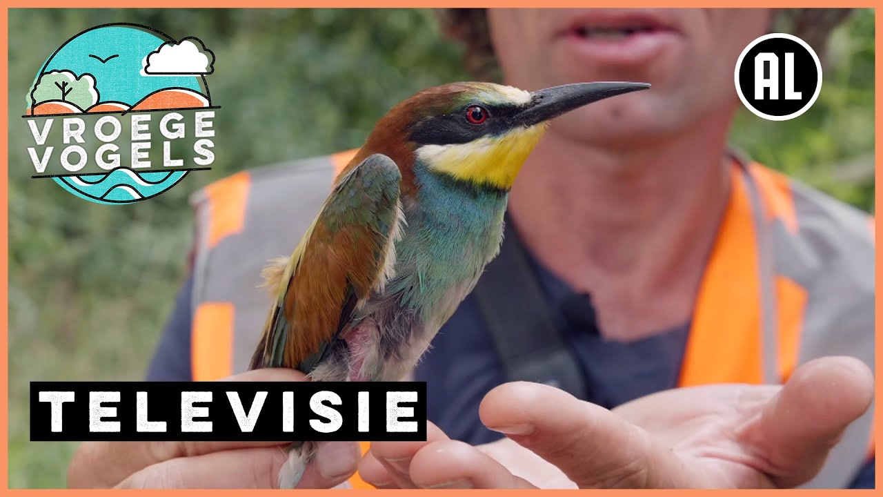 Bijeneter voor het eerst gezenderd | TV | Vroege Vogels