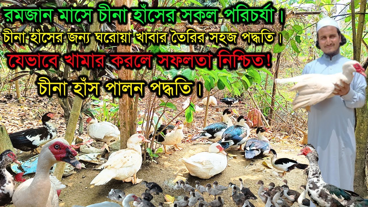 রমজানে চীনা হাঁসের পরিচর্যা। ঘরোয়া খাবার তৈরির সহজ উপায়। Muscovy Duck Farm।Chinese Duck Farming ২০২৪
