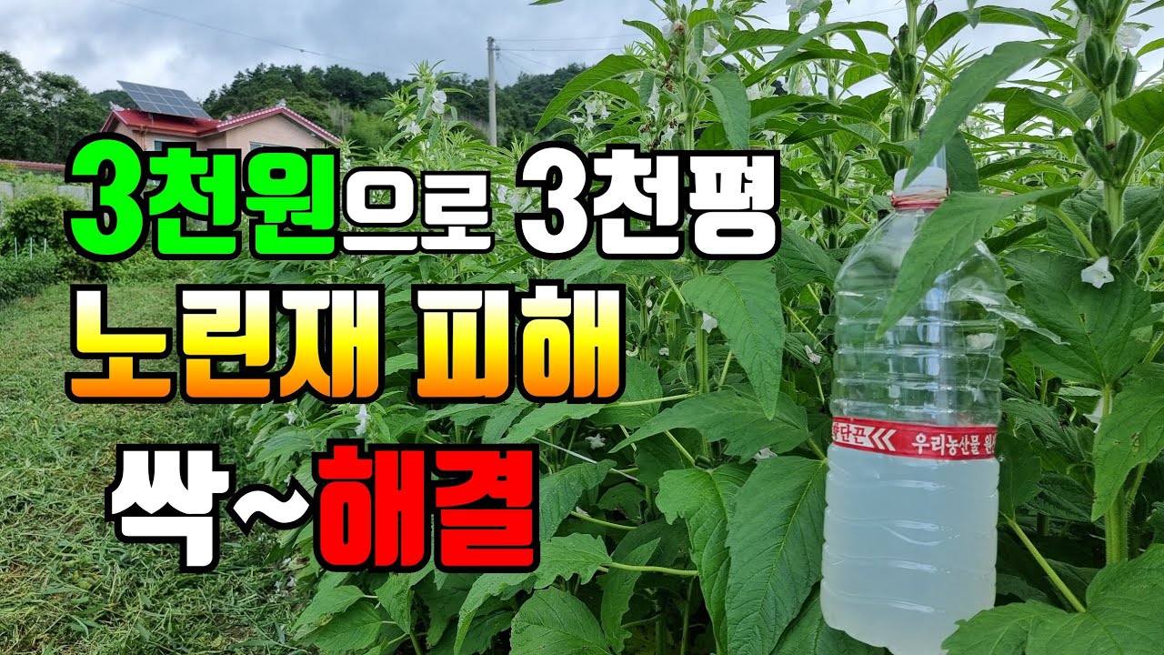 3천원으로 참깨, 콩, 고추 등 노린재 피해 모두 쉽게 해결됩니다.