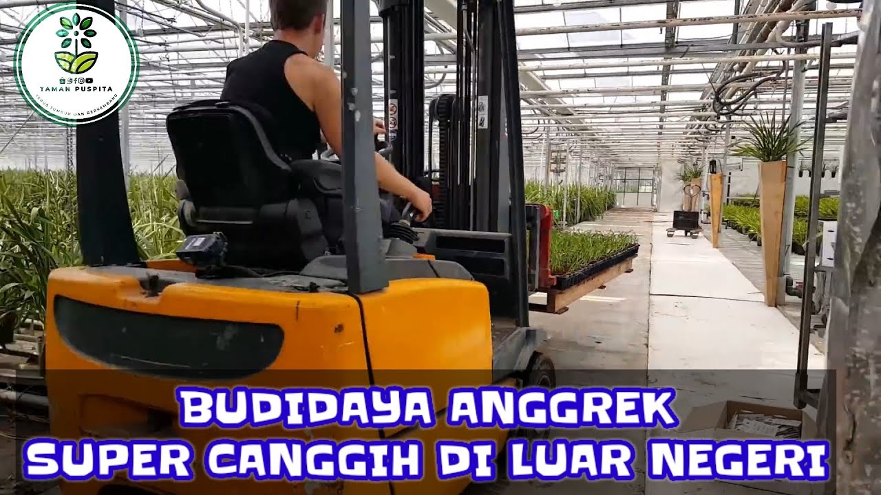TERNYATA BEGINI BUDIDAYA ANGGREK SUPER CANGGIH DI LUAR NEGERI | Ngilerrrrrrrrrrr