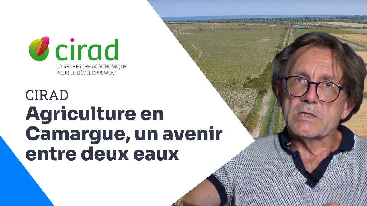 Semis direct en Camargue, un avenir entre deux eaux, CIRAD