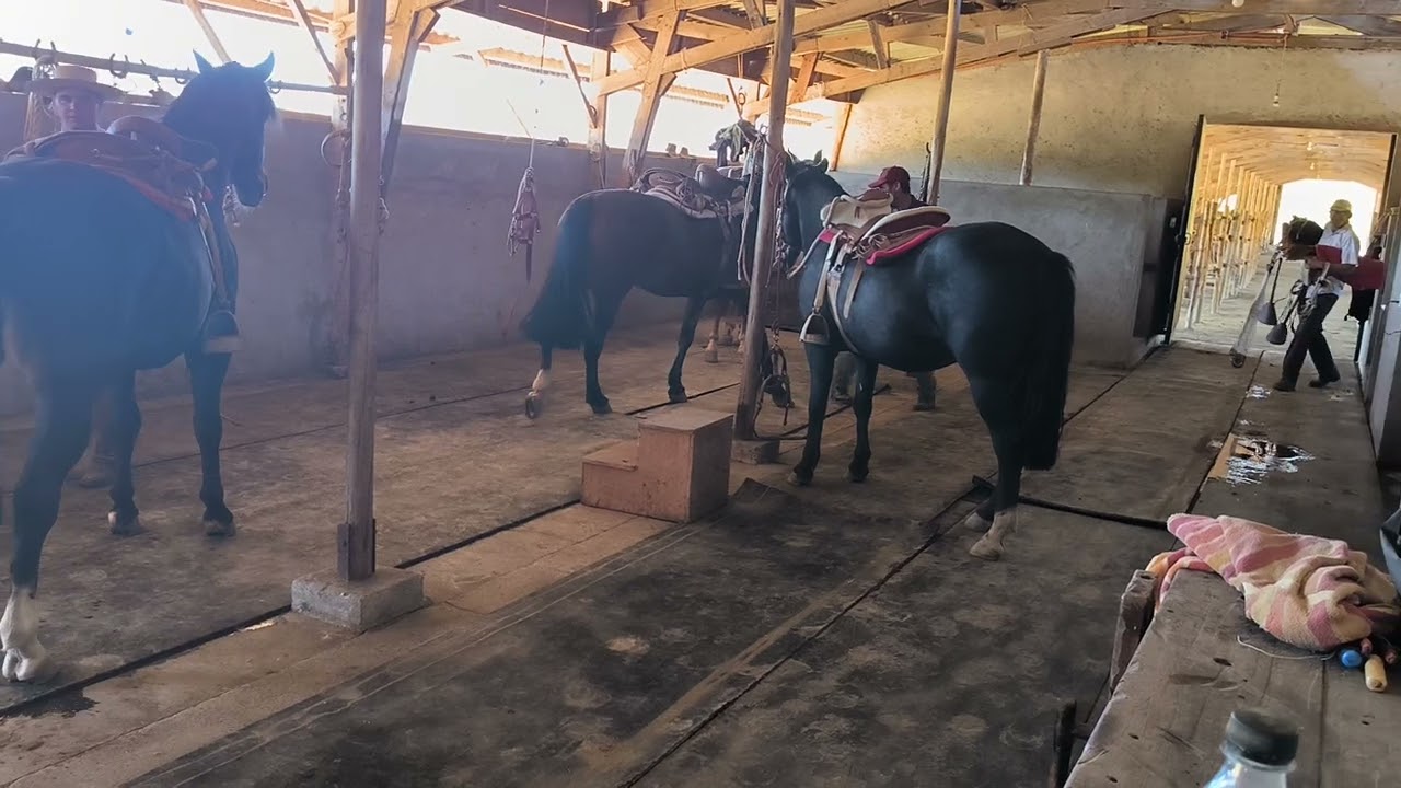 Preparando caballos y equipo para cabalgata al cerro.