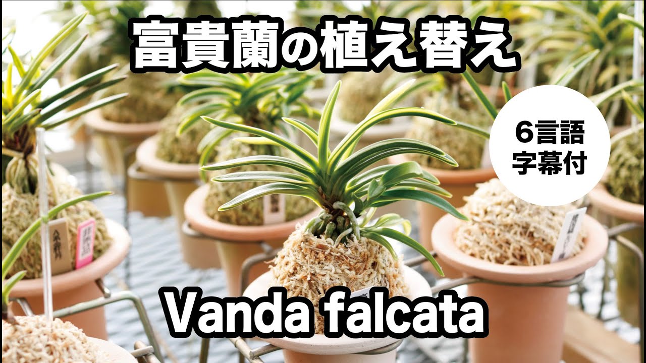 【フウラン植え替え】TOKYO酒田編１