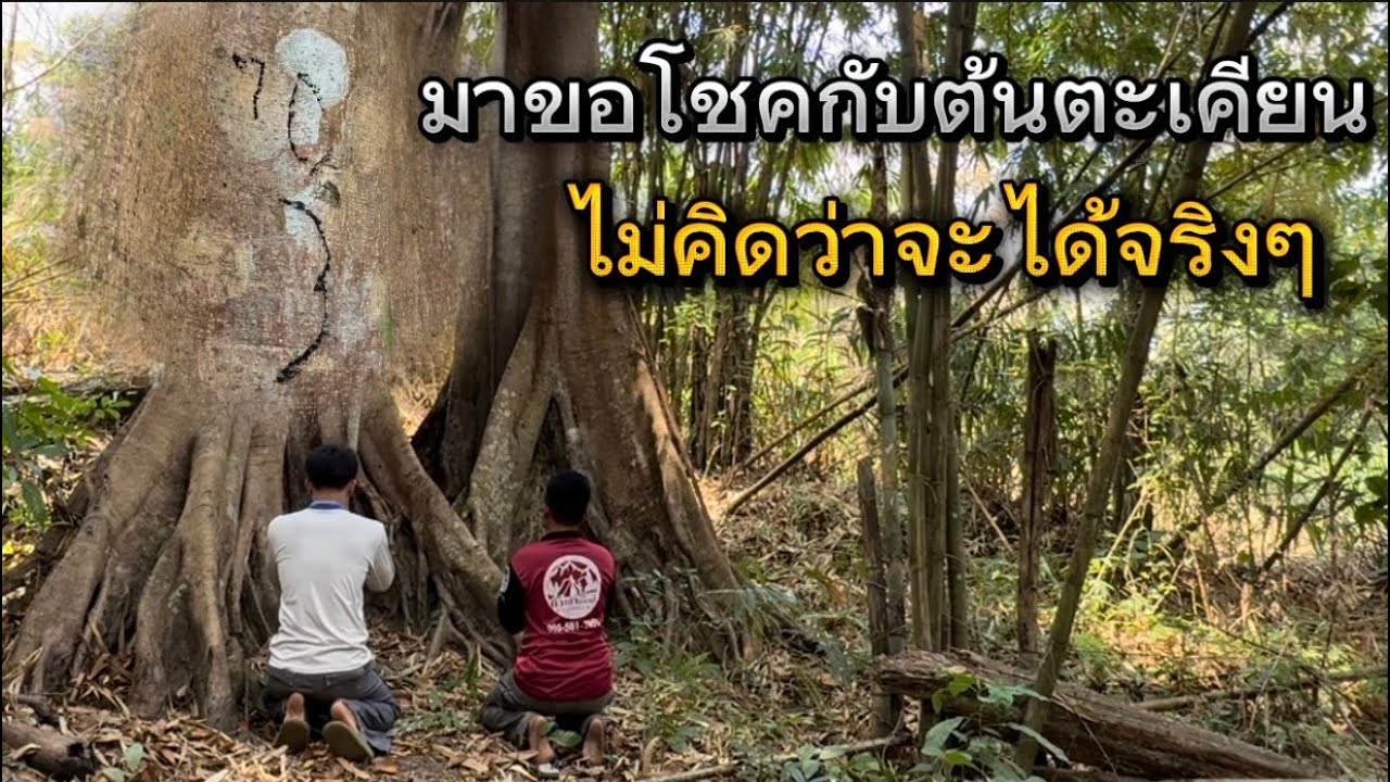 พากันมาขอโชคลาภ ต้นตะเคียน 100 ปี ไม่คิดว่าจะได้กลับไปจริงๆ ศักดิ์สิทธิ์มาก!!￼