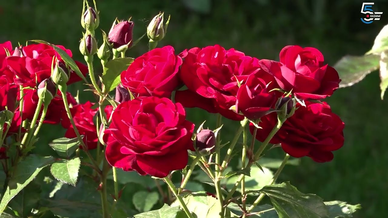 Najlepša bašta - Borino 5kazanje