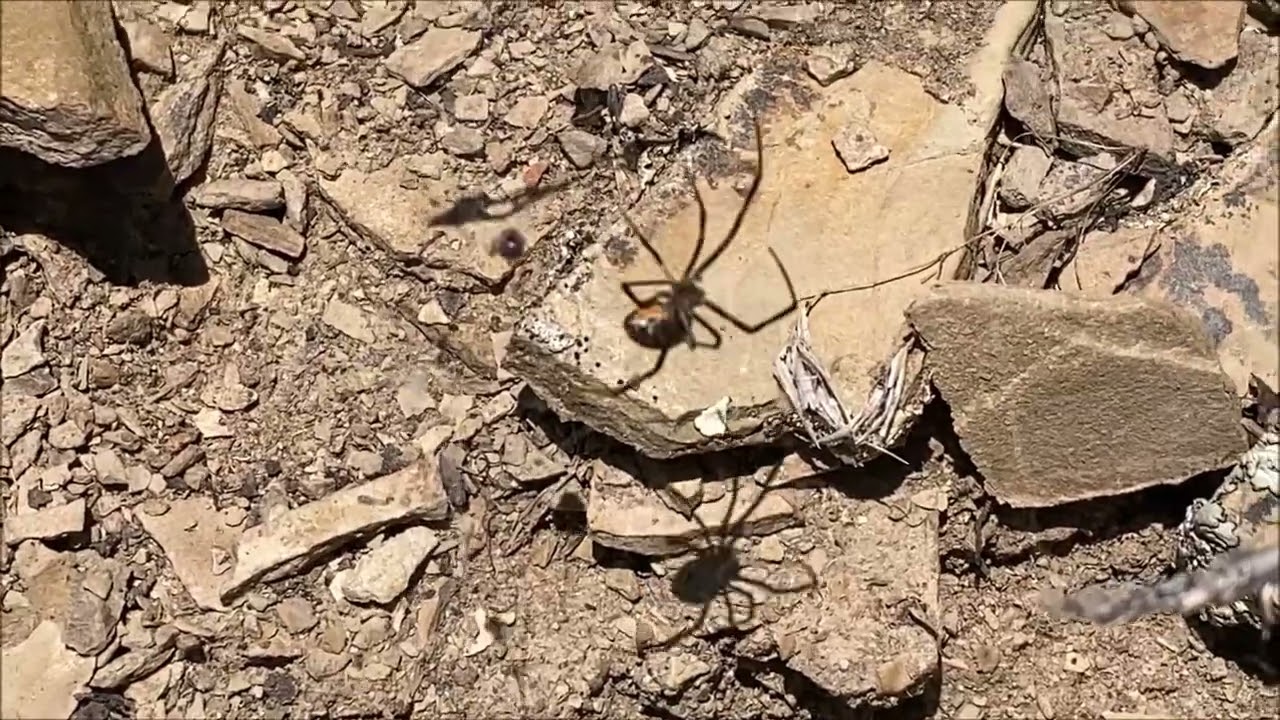 Black Widow (juvenile) vs Mud Dauber Wasp