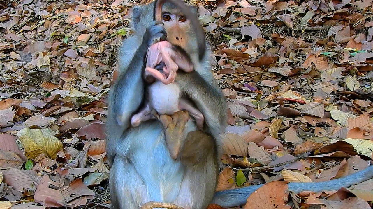 Most Adult! Why Monkey Mom Groom The Beautiful Tiny Baby AMINA Strangely?? | @IShowMonkeyTV