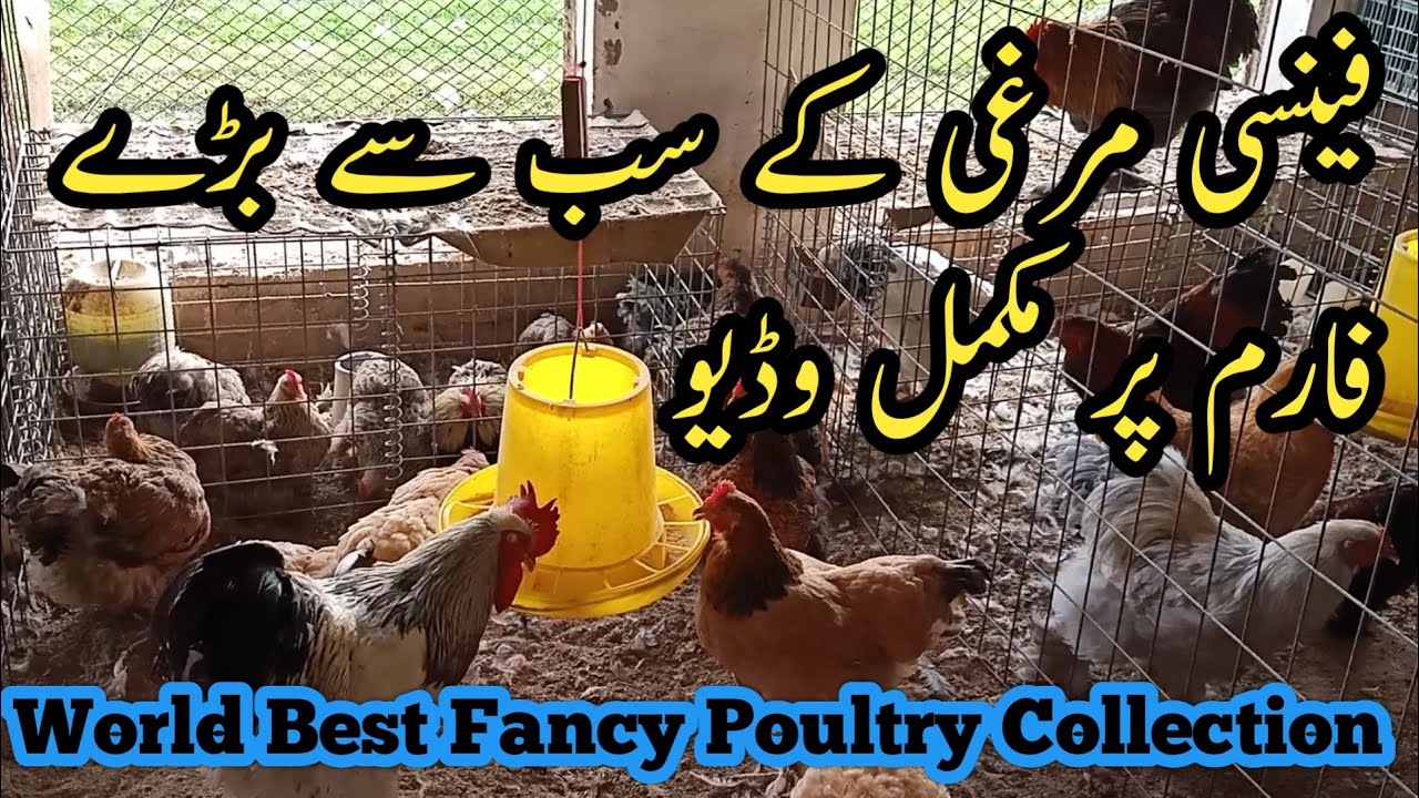 Pakistan largest fancy poultry farming setup | Fancy Chicken Farm Best Collection's