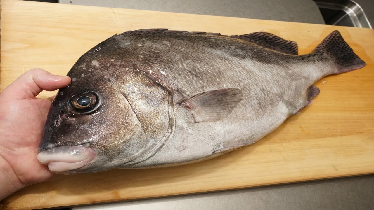 コショウダイのさばき方と刺身の作り方（大型になると寄生虫のディディモゾイドがいる確率が高い）