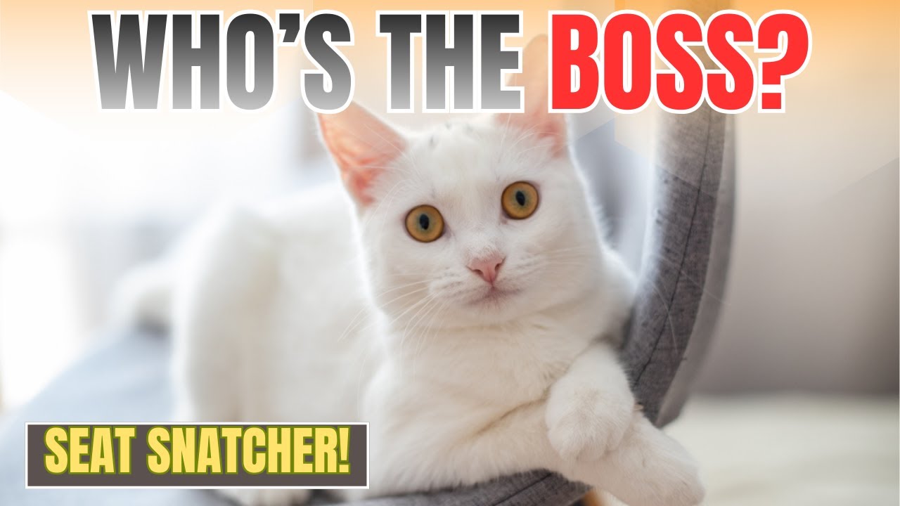 Why Does My Cat Steal My Seat You Won’t Believe the Real Reason!