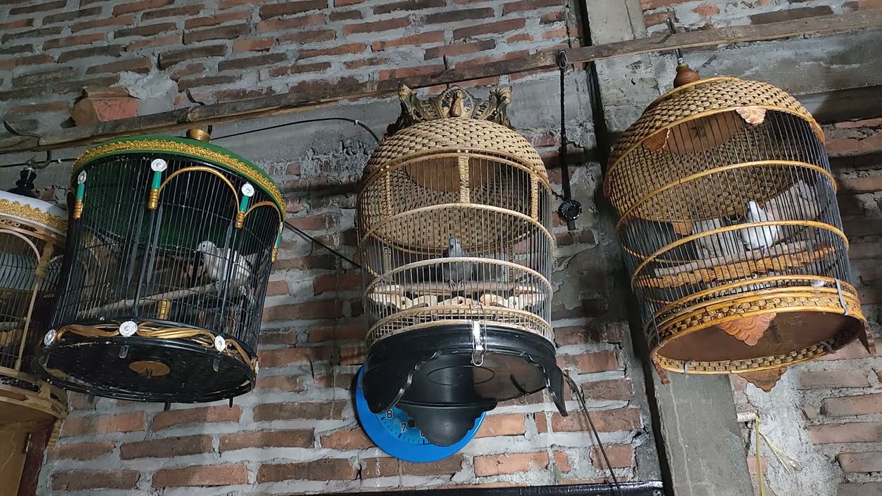 PERKUTUT SILVER GACOR DAN PERKUTUT CEMANI GACOR UNTUK PANCINGAN PIKAT 