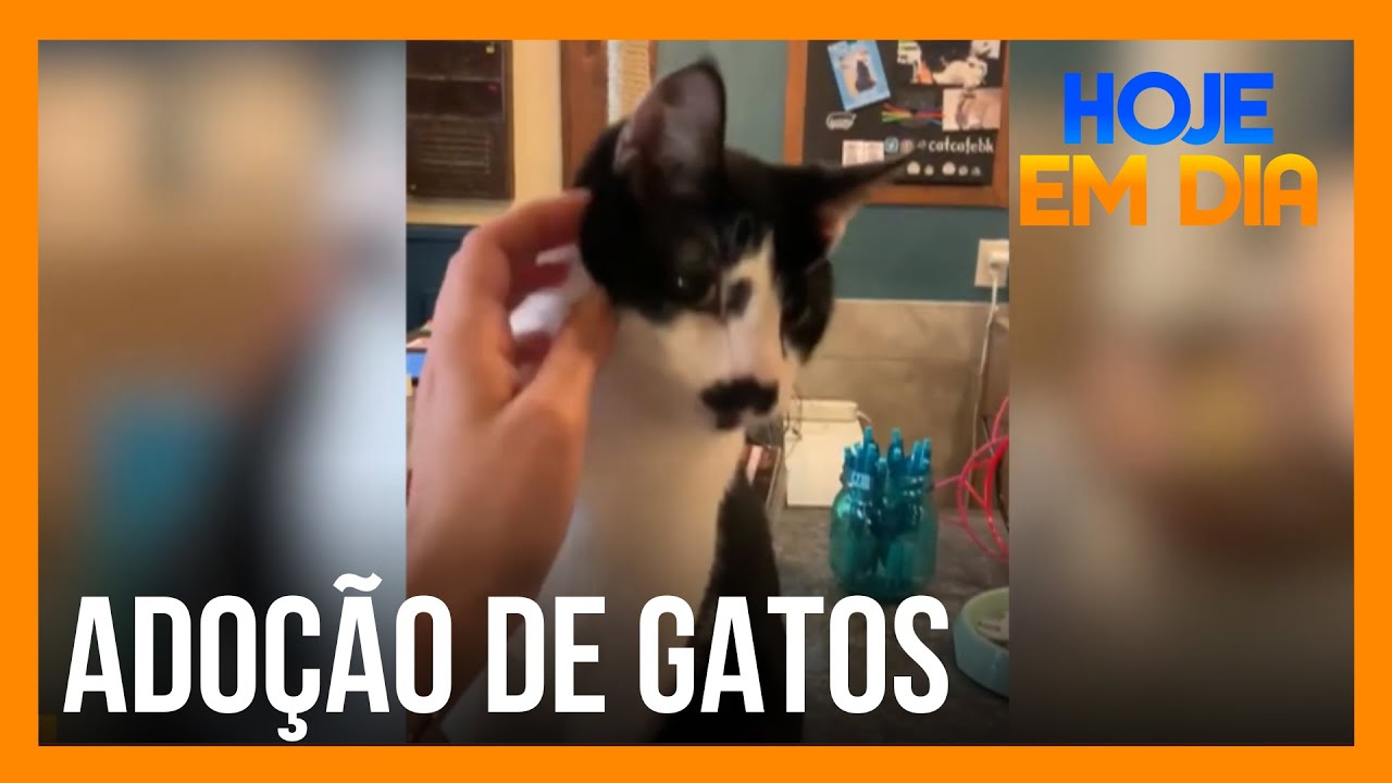 Gatos à espera de adoção brilham em cafeteria em São Paulo