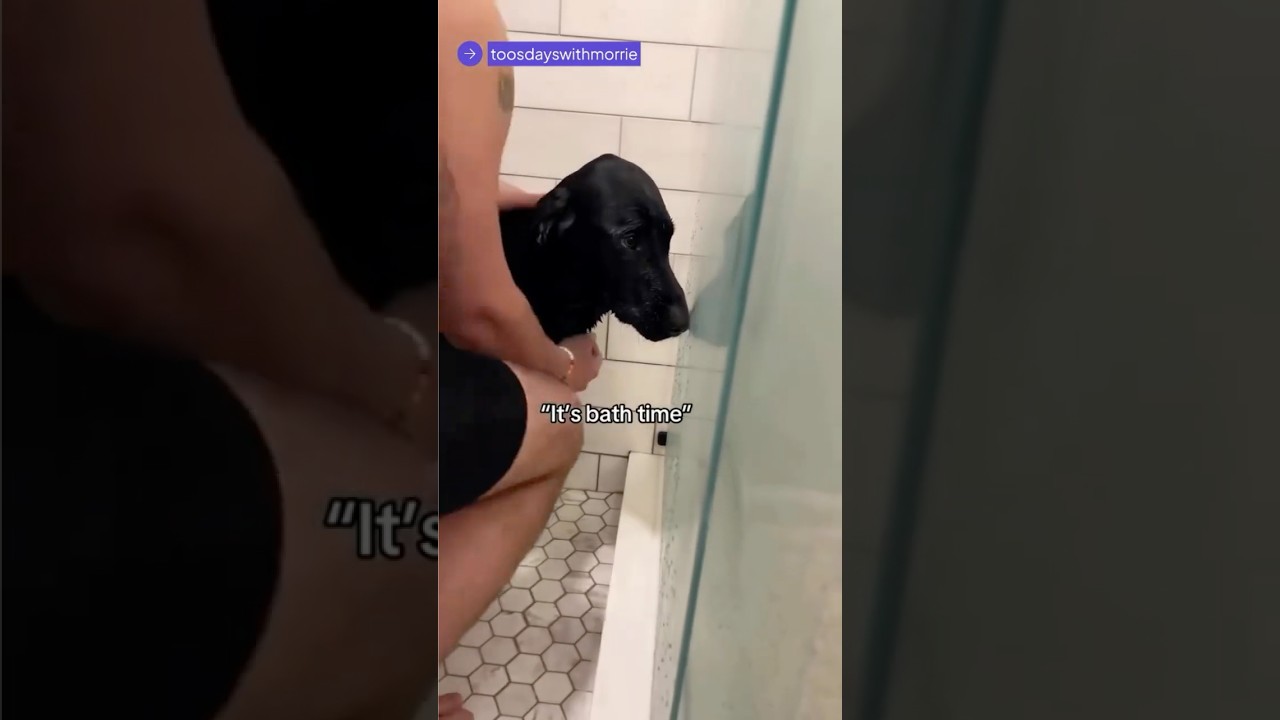 Ваша ежедневная доза смеха над забавными собаками 😃