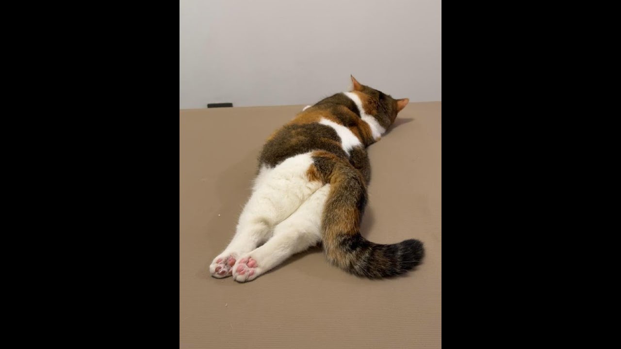 初次上镜：一只奶牛猫，以前没见过的。常客看腰身应该是肥仔小灰。还有一只，直接把屁股怼在张婶儿的镜头前，太劲爆了！张婶儿只看到它妖娆的小屁股，完全认不出它是谁。小配角刺猬先生虽然镜头少，但也露了个屁股。