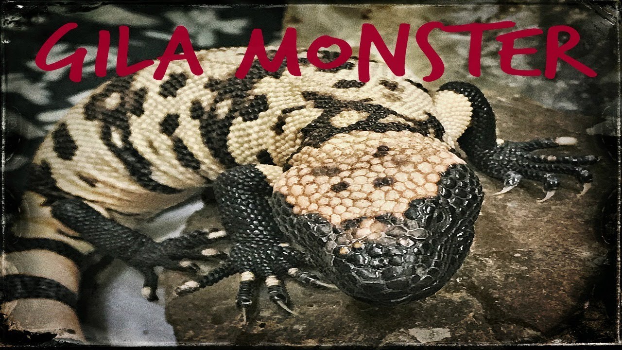 MY GRANDPA GOT A GILA MONSTER