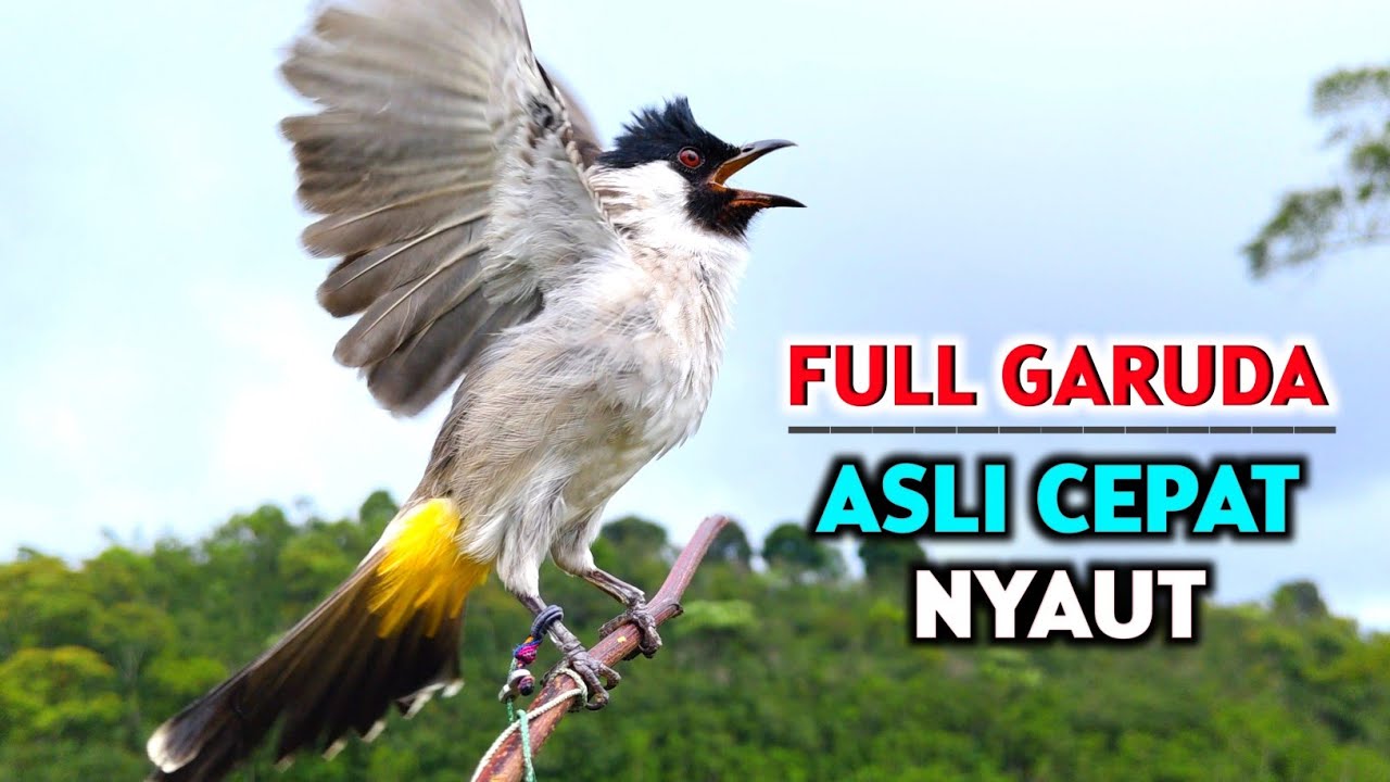 Suara Burung Kutilang Gacor Garuda Memanggil Lawan 