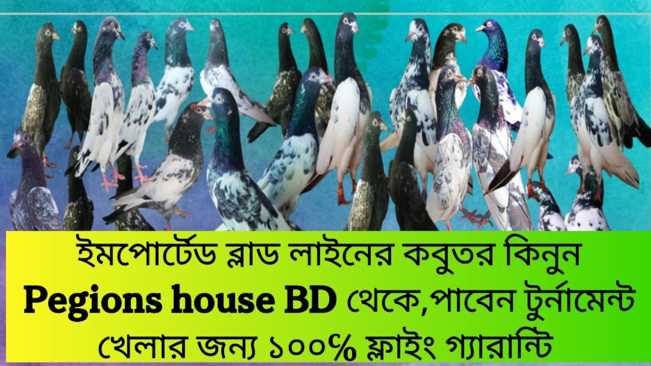 ১০০%  ইমপোর্টেড ব্লাড নাইনের  কবুতর কিনুন, ১২৮,ওমান টেডি,কেটিএম টেডি,সাকি টেডি,ফ্লাইং গ্যারান্টি সহ 