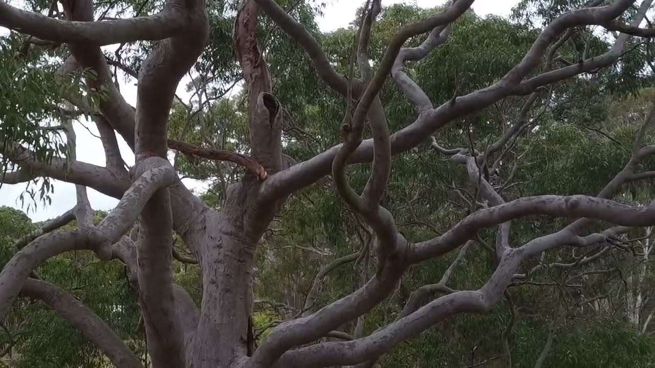Angophora costata (tagged tree no. 281) at Fred Caterson Reserve