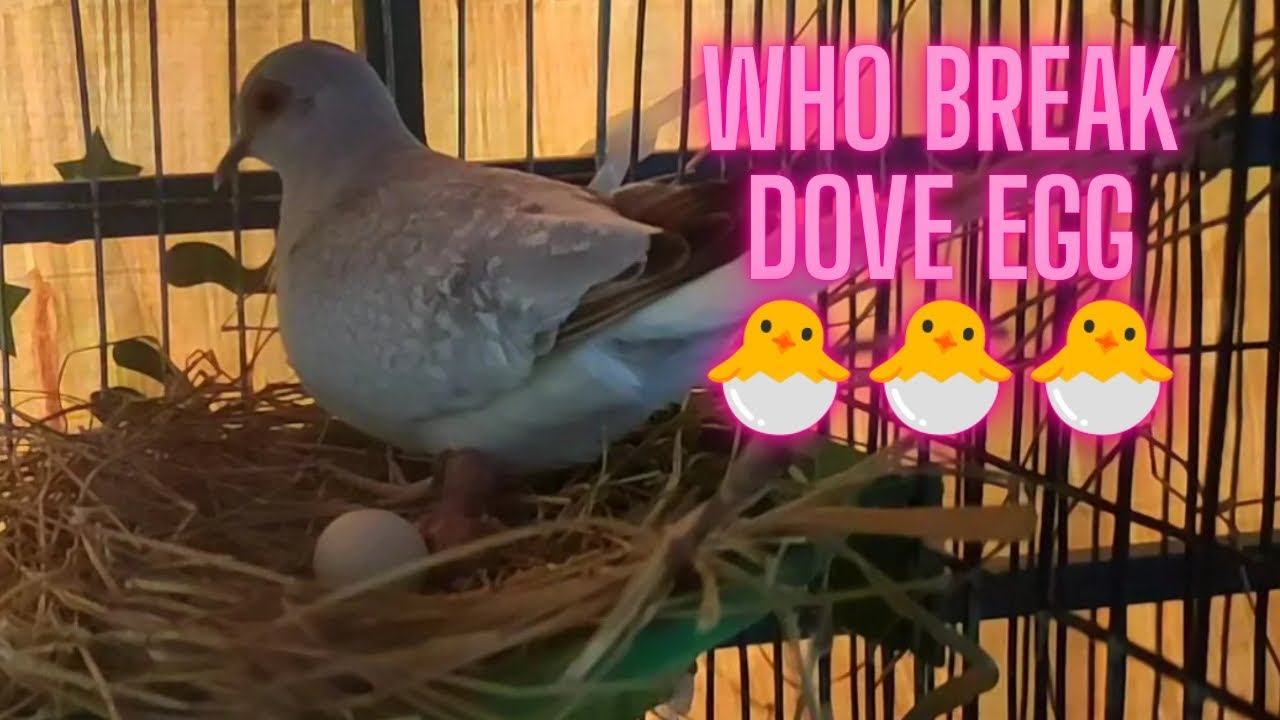Saving a diamond dove baby | Diamond dove breedings | one day bird baby🐣