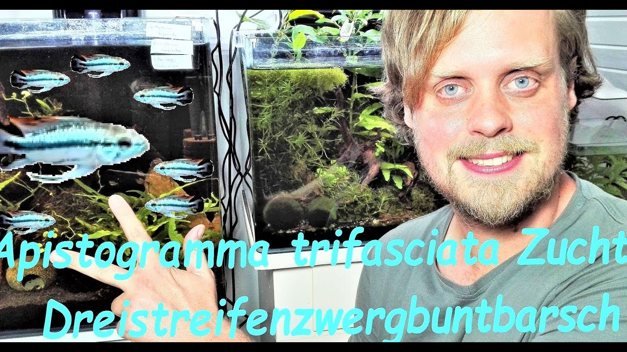 Dreistreifenzwergbuntbarsch - Zucht Apistogramma trifasciata