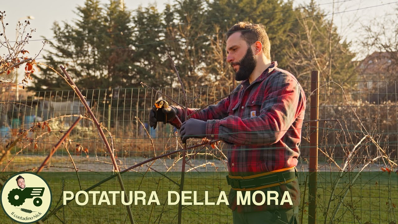 La POTATURA della MORA - Il contadino Nick
