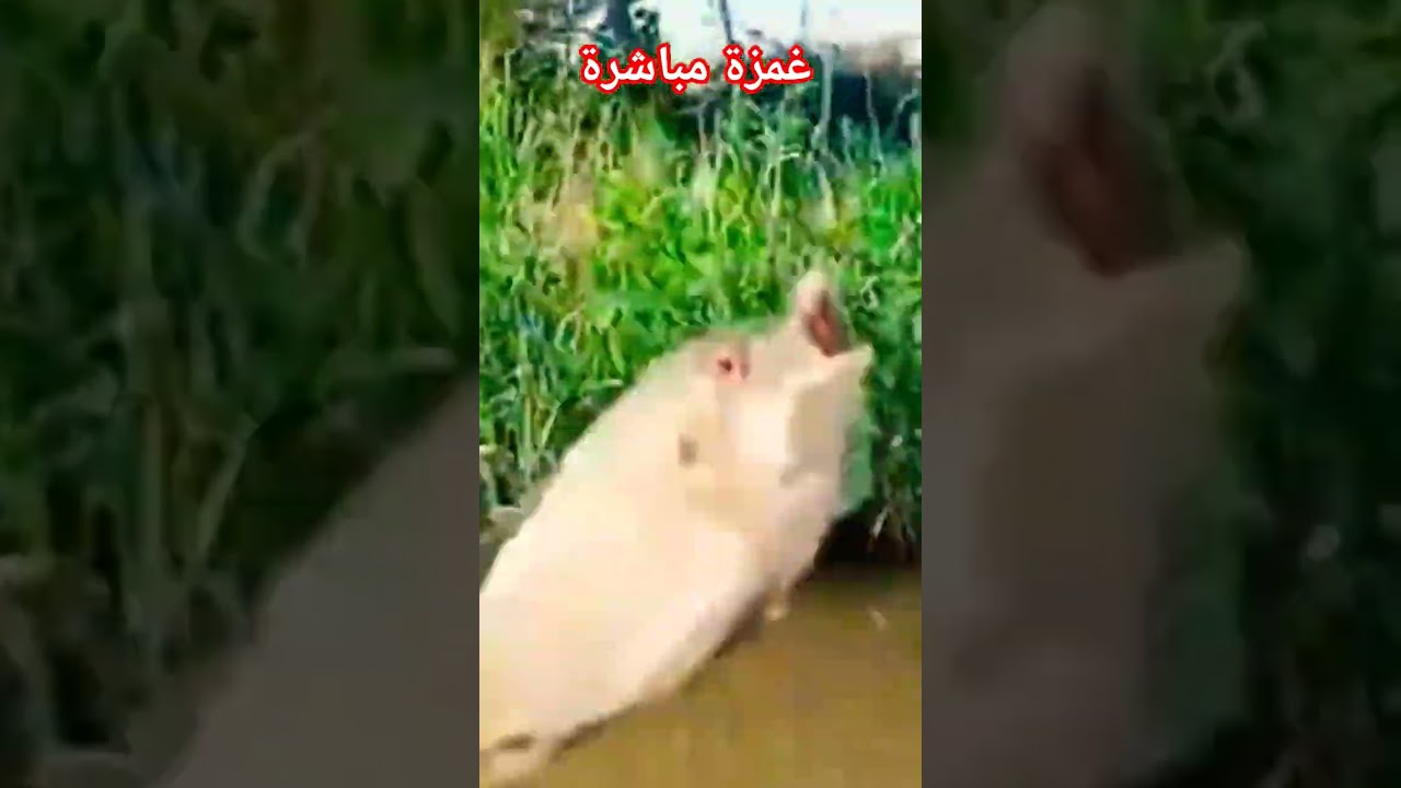 #غمزة مباشرة #بلطى جميل #صيدالاسماك🔥🔥🔥🔥🔥🔥🔥🔥🔥🔥🔥🔥🔥