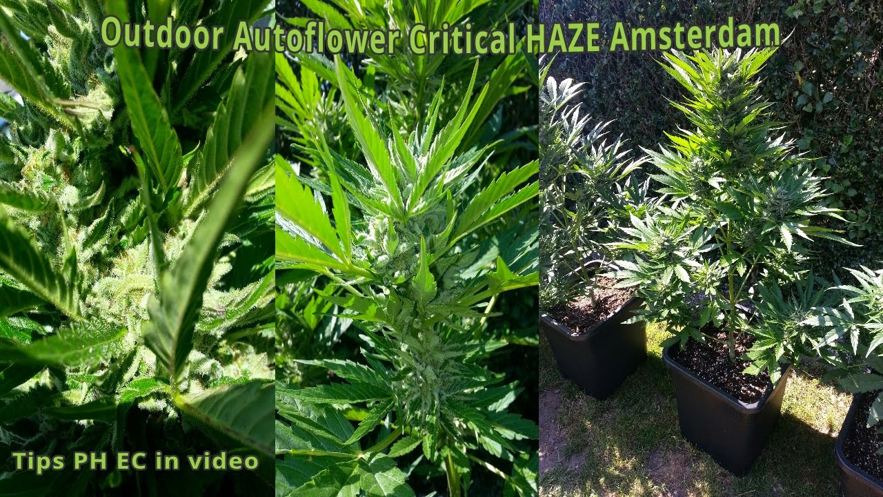 Haze AutoFlower Critical Amsterdam Outdoor Grow