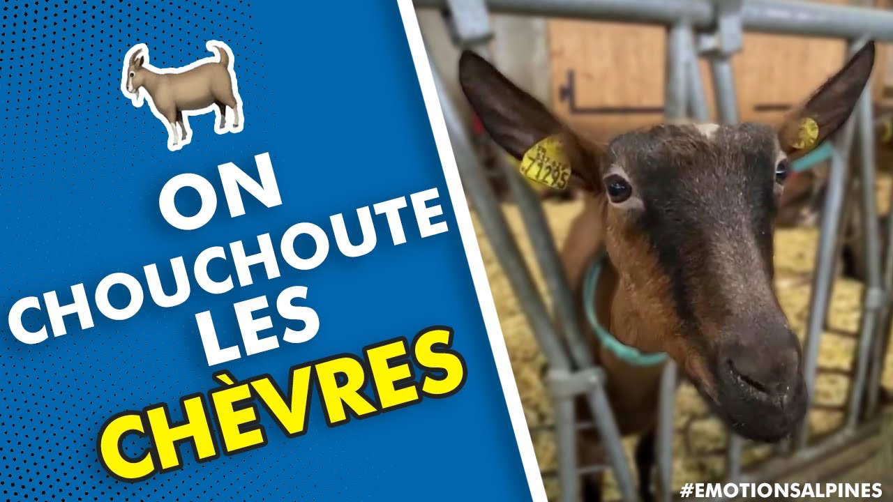 🔴[REDIFFUSION] On chouchoute les chèvre de la chèvrerie au cœur de Montjoie