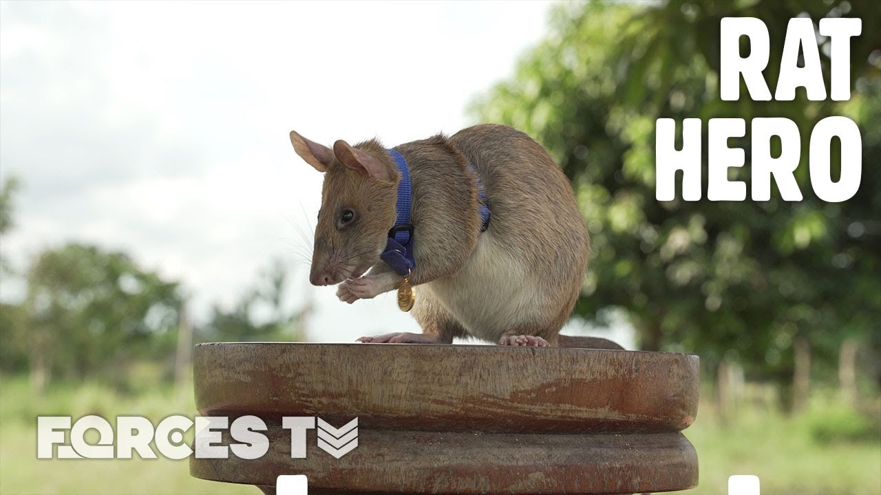 🐭 Magawa: LIFE-SAVING Rat Awarded Medal For Bravery! 🎖️ | Forces TV