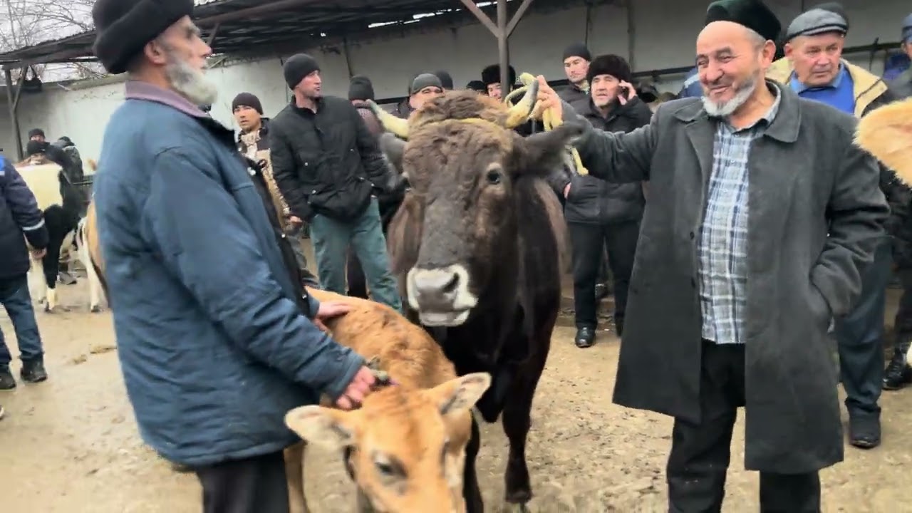 Shvetslar makoni tergachi mol bozori narxlari