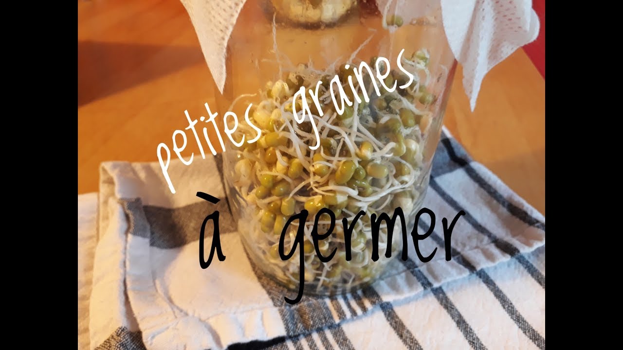 FAIRE GERMER SES GRAINES AVEC UN GERMOIR FAIT MAISON