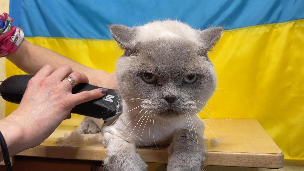 Haircut of a calm Cat with a Machine  |  Стрижка машинкою спокійного кота