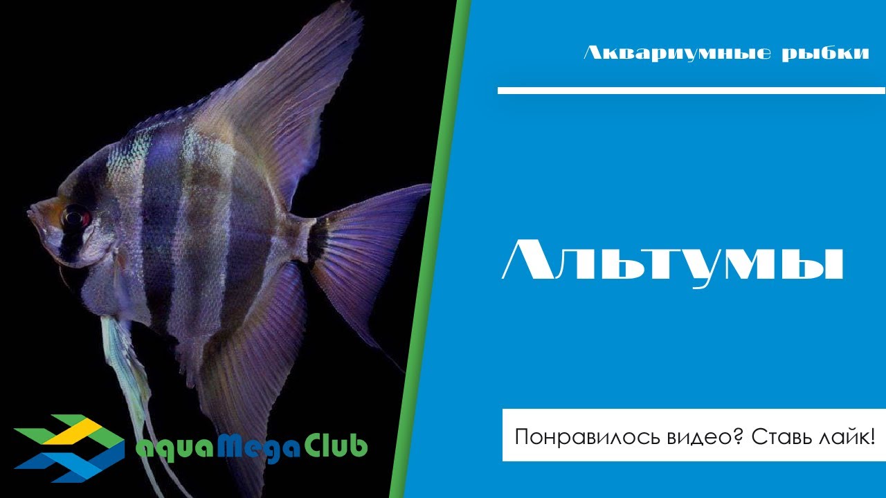 Альтумы - содержание в общих аквариумах, совместимость с другими рыбами