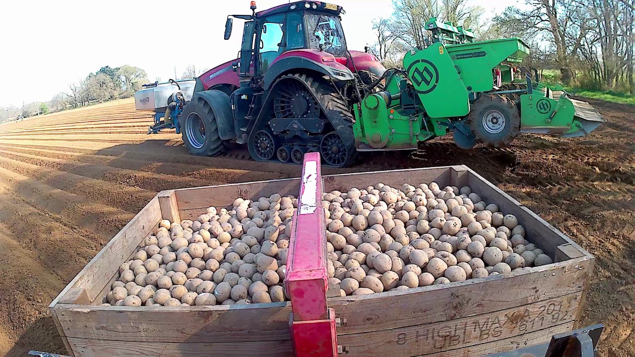 planting potatoes 2020