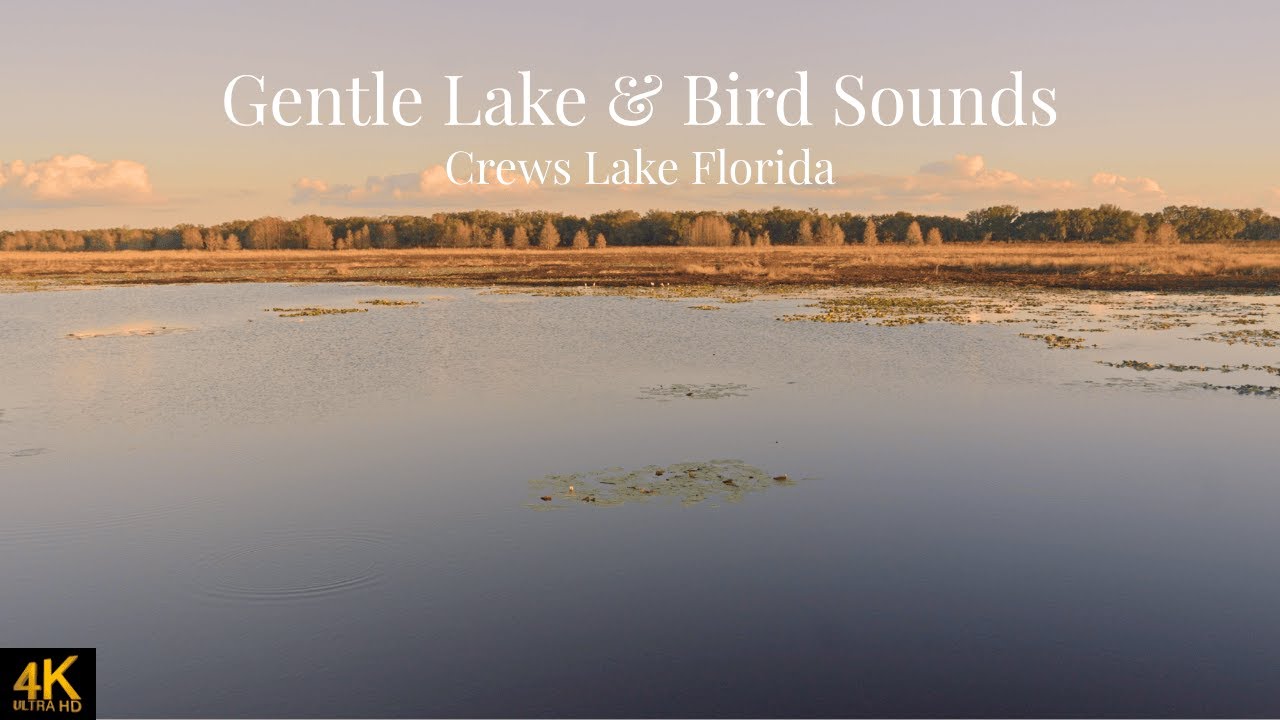 Gentle Lake & Birds Sounds ASMR in 4K | Nature's Watcher