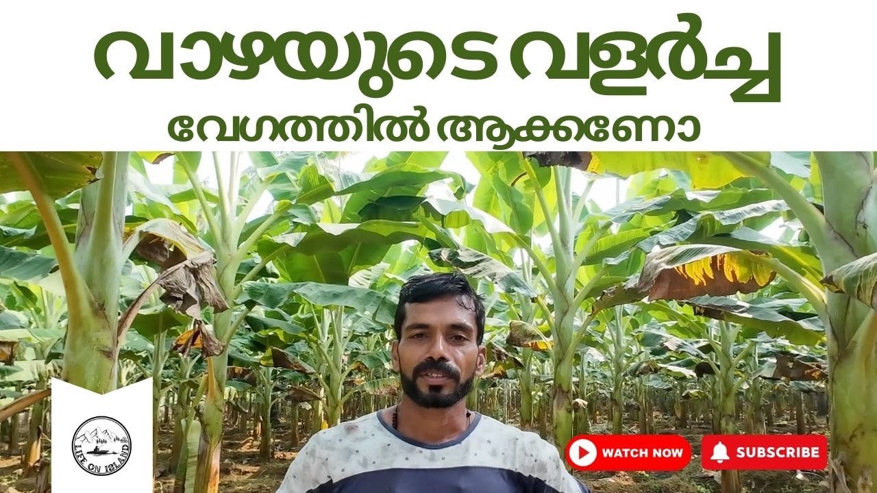 വാഴയുടെ വളർച്ച വേഗത്തിൽ ആക്കണോ