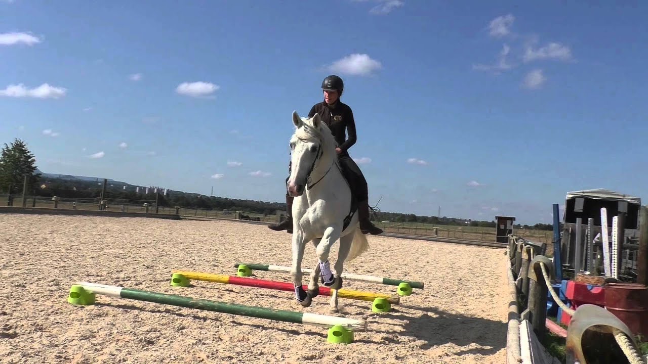 Dressage//Alegria