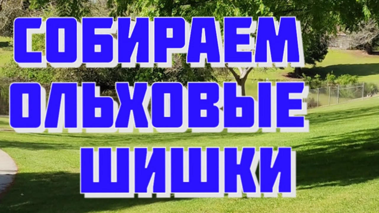 СОБИРАЕМ ОЛЬХОВЫЕ ШИШКИ