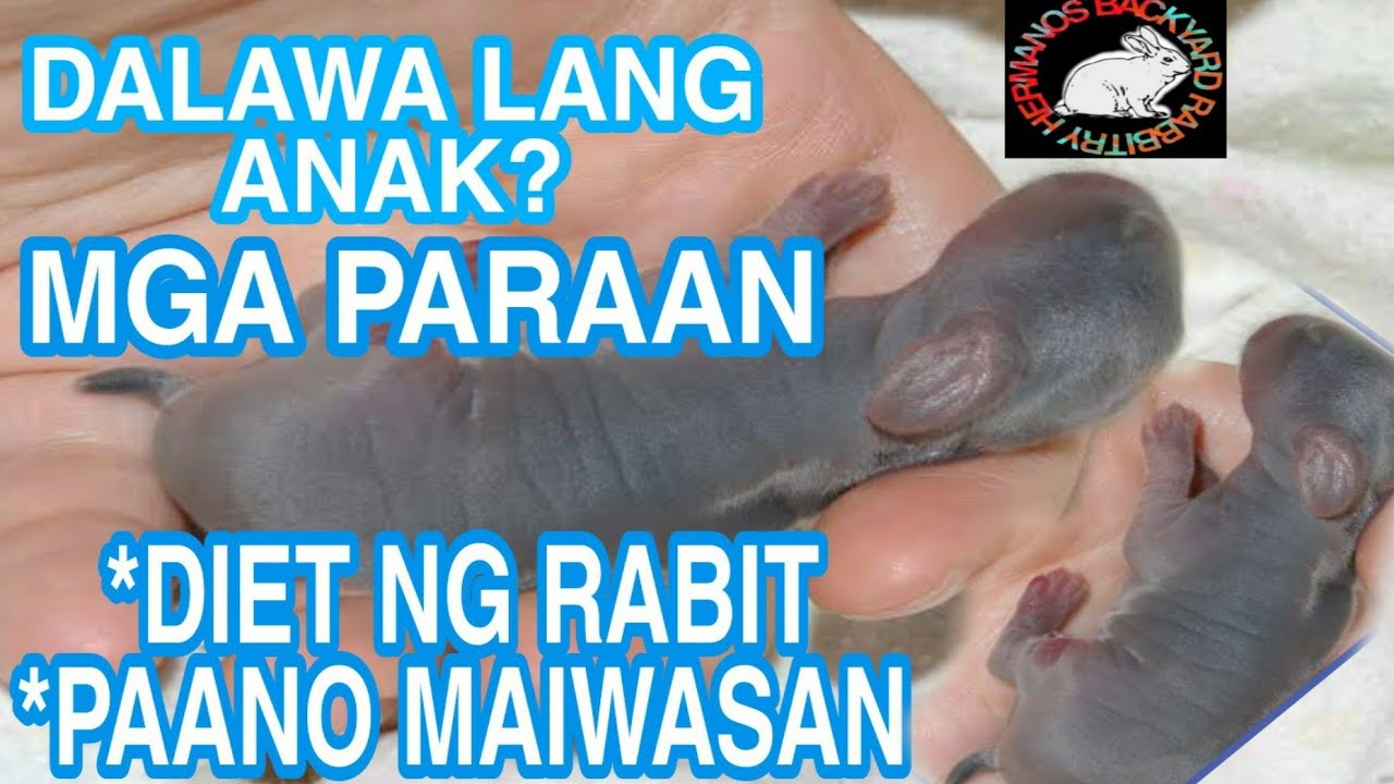 DALAWA LANG ANAK NG RABBIT?