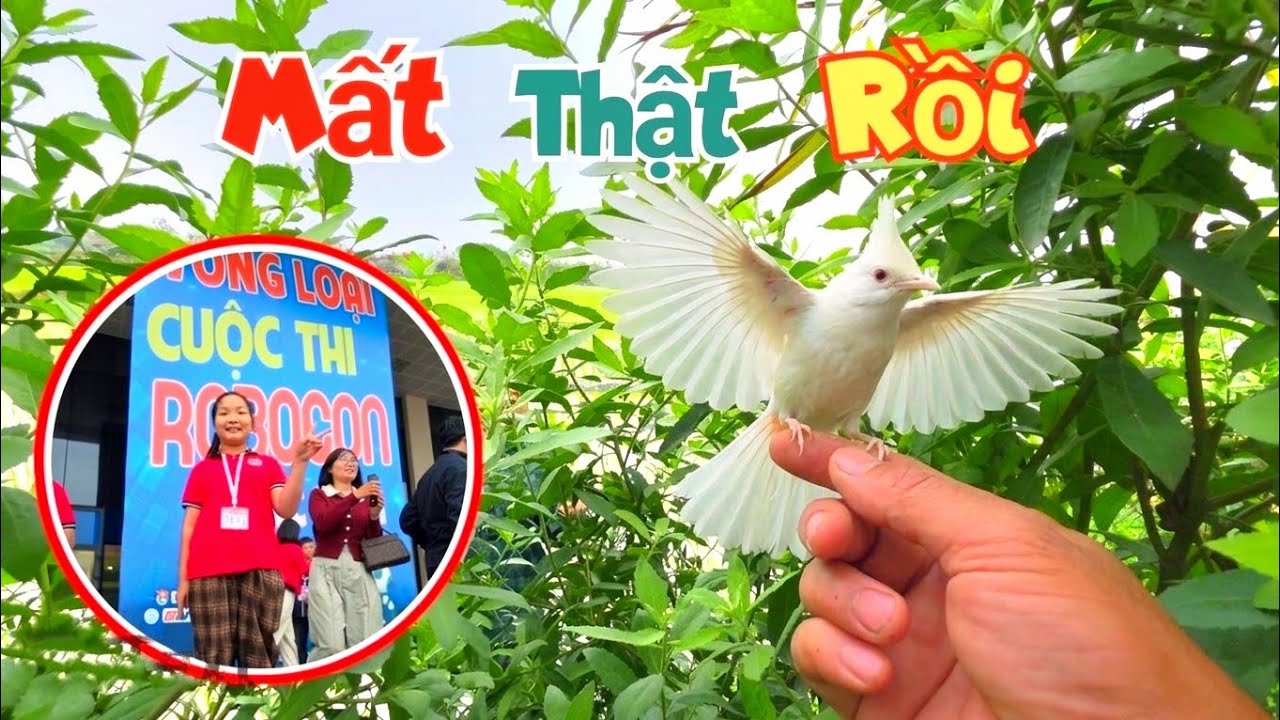 Đưa Ngọc Mai Đi Thi Robocon Và Bố Báo Tin - Ở Nhà Mất Chào Mào Bạch / Quế Nghịch