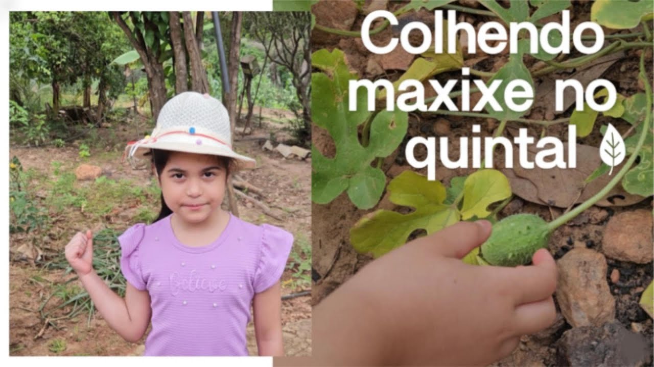 Colhendo maxixe no quintal