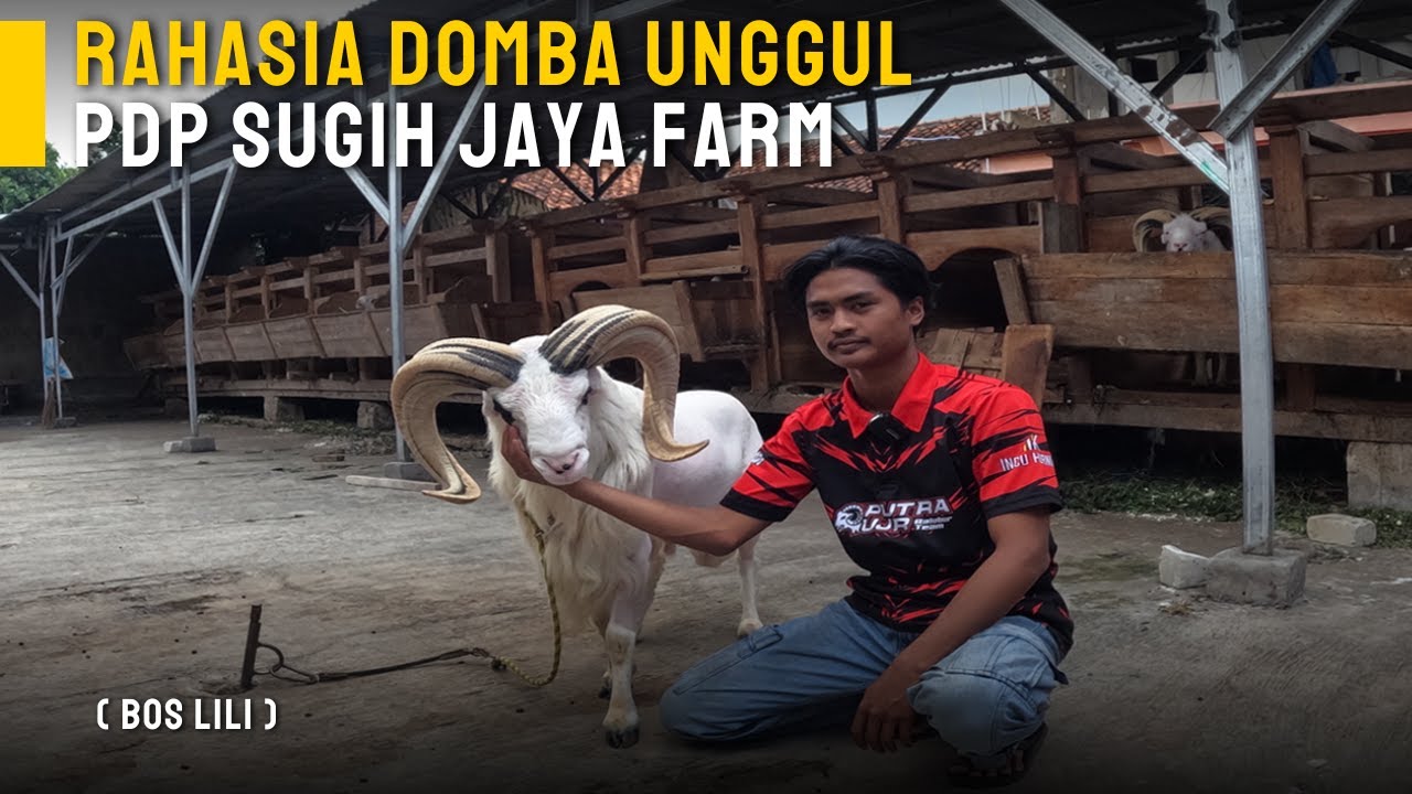 Rahasia Domba Garut Juara PDP Sugih Jaya