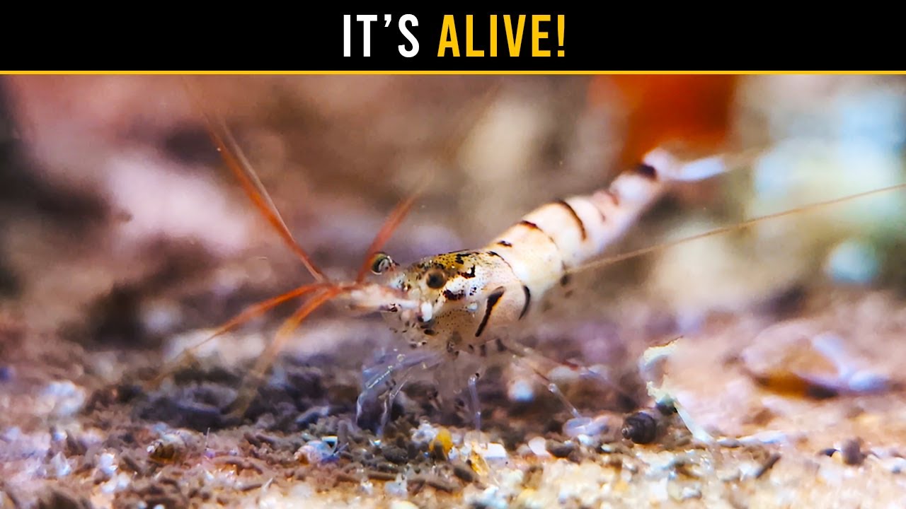 Your Aquarium Is Begging You To Keep MULM!