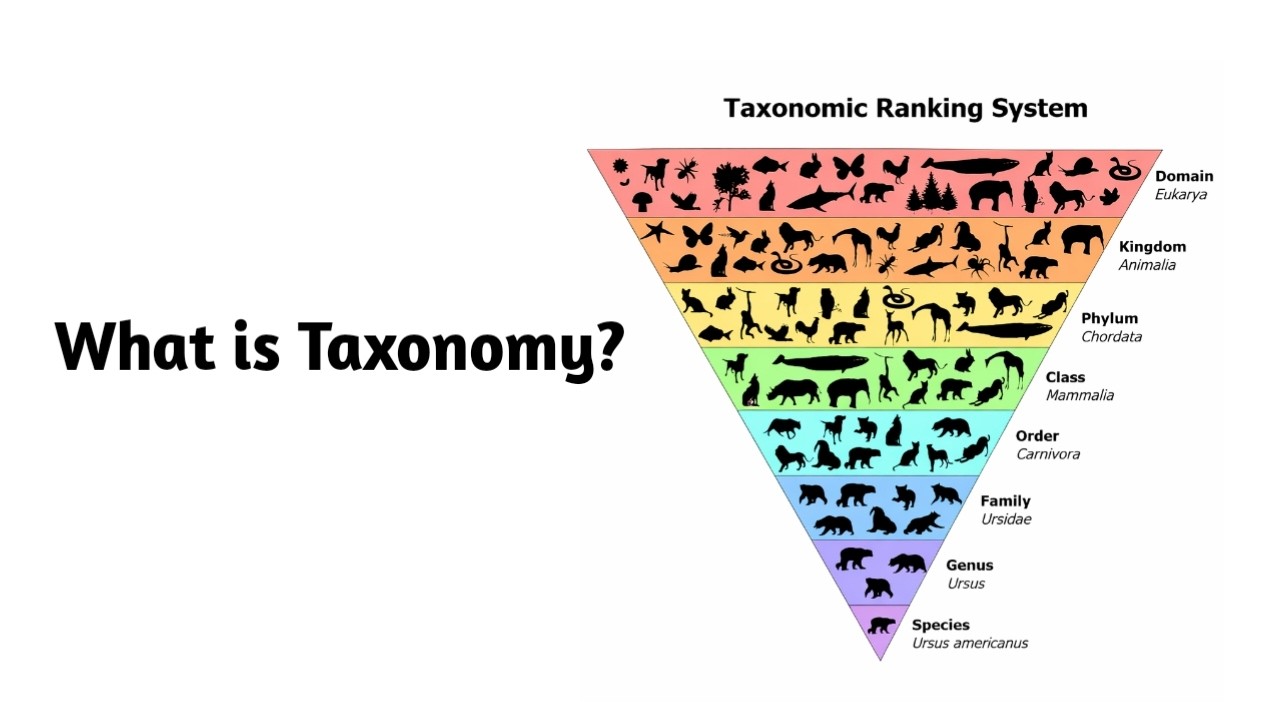 Что такое таксономия?